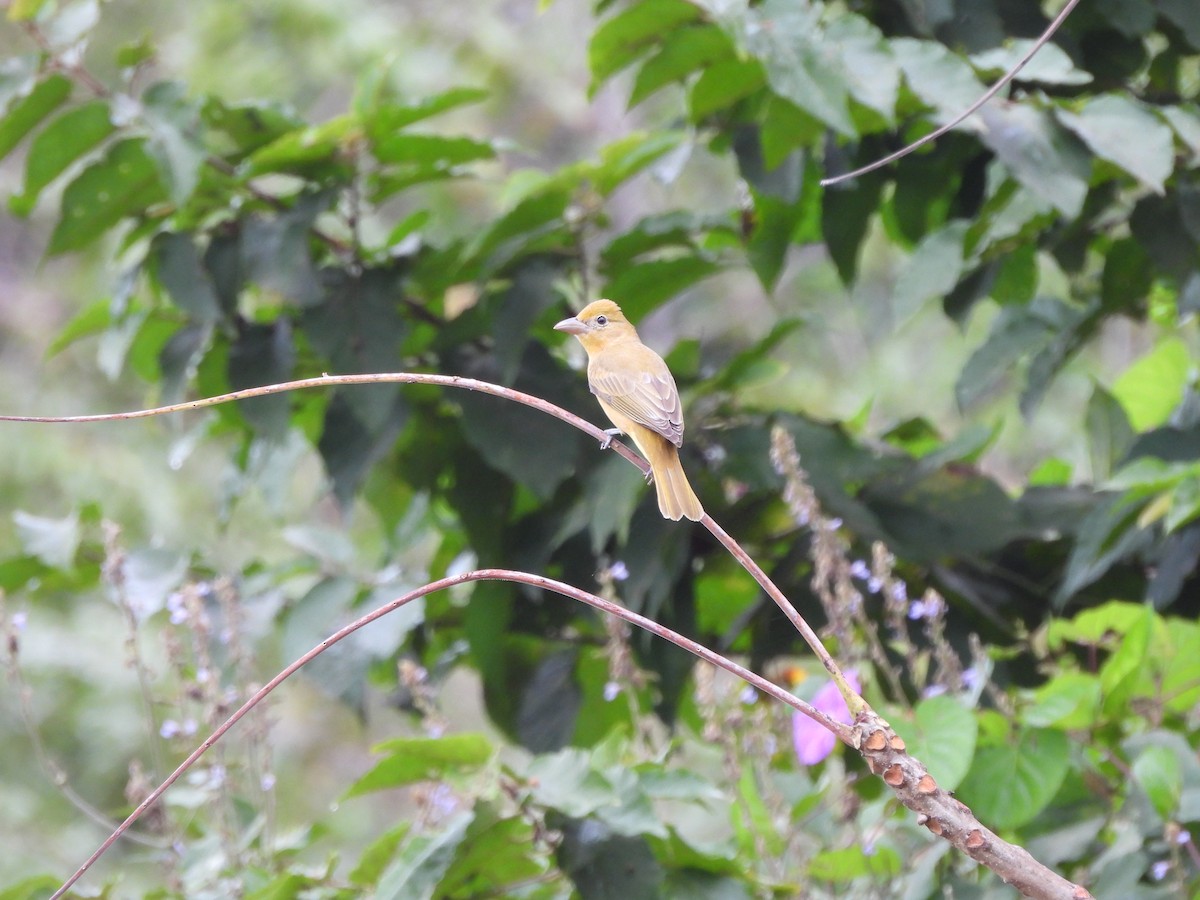 Summer Tanager - ML614911824