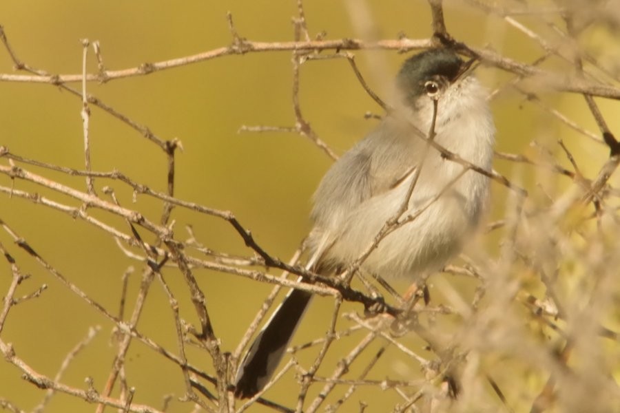 Black-tailed Gnatcatcher - ML614911831