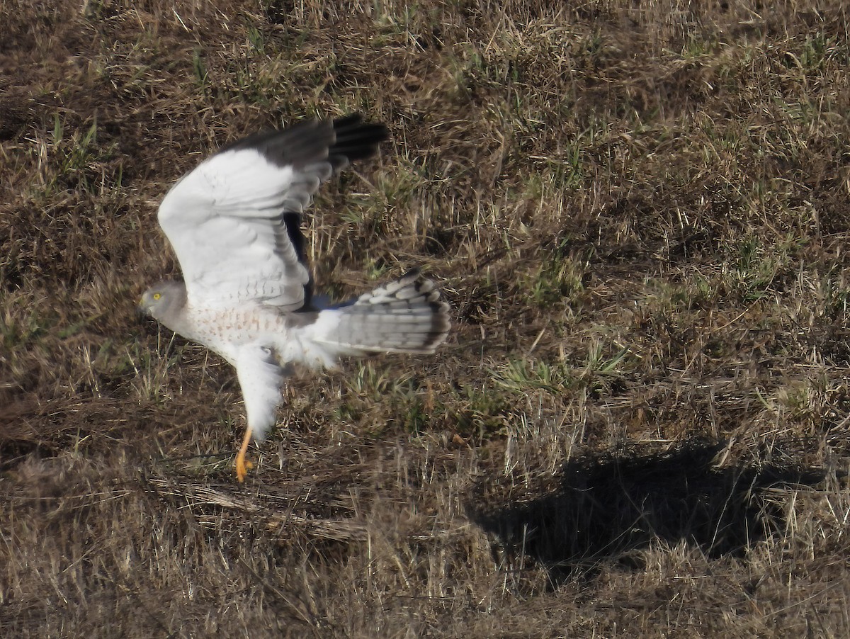 Northern Harrier - ML614911832