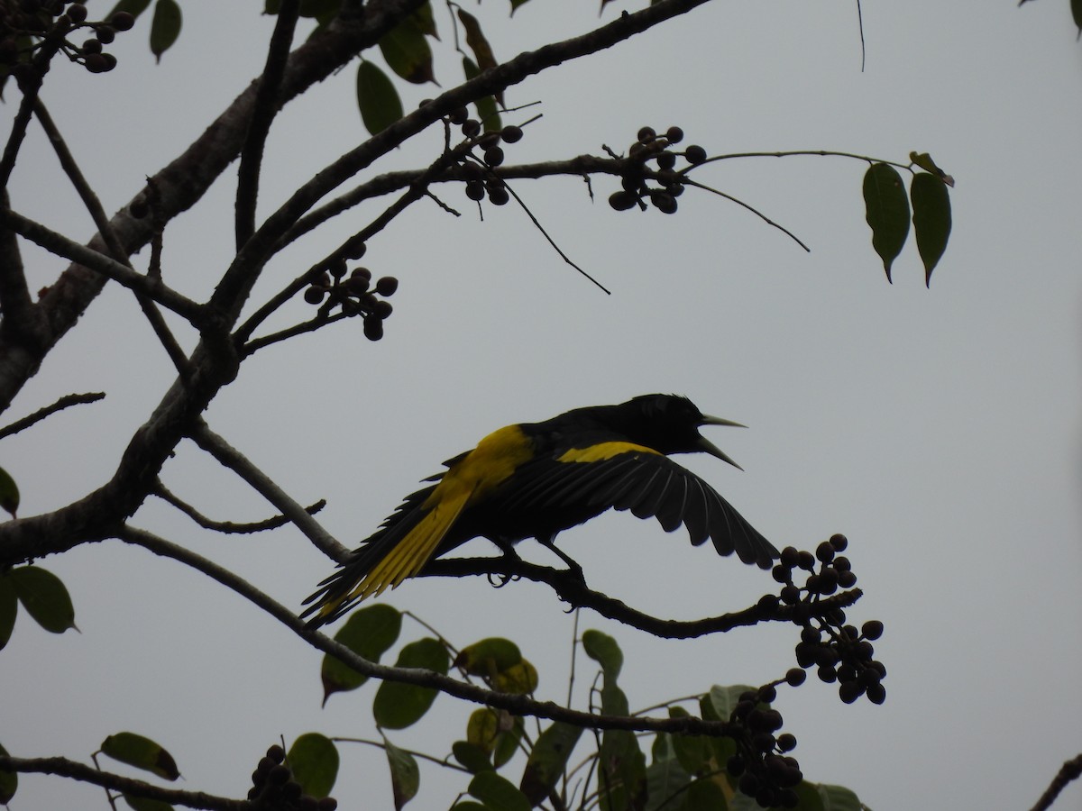 Yellow-winged Cacique - Bosco Greenhead