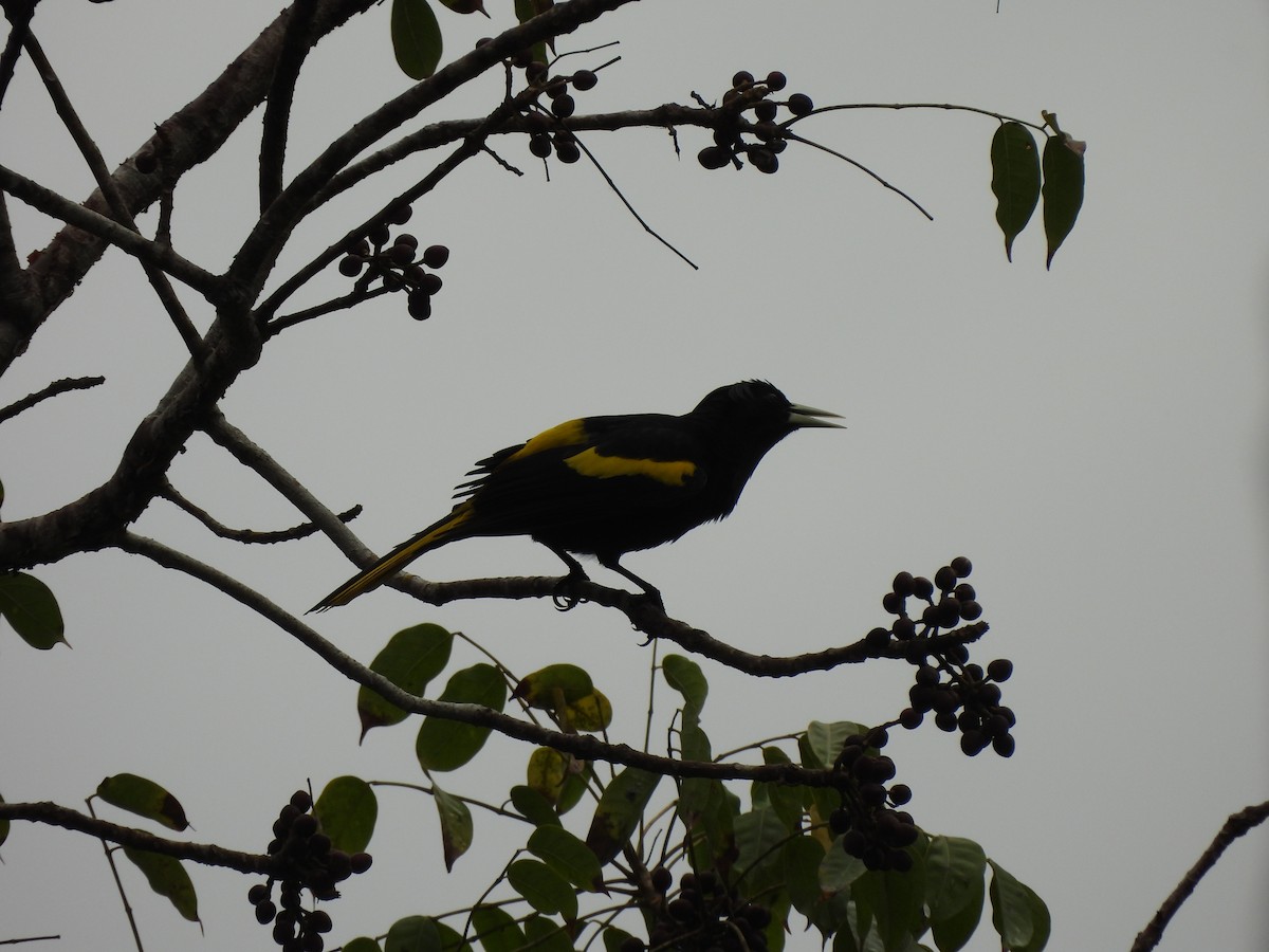 Yellow-winged Cacique - ML614911861