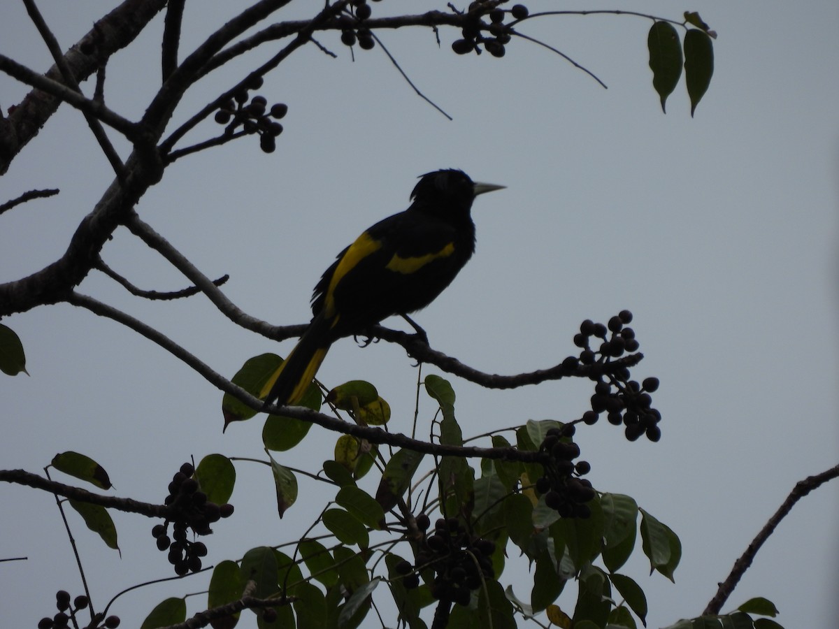 Yellow-winged Cacique - ML614911862