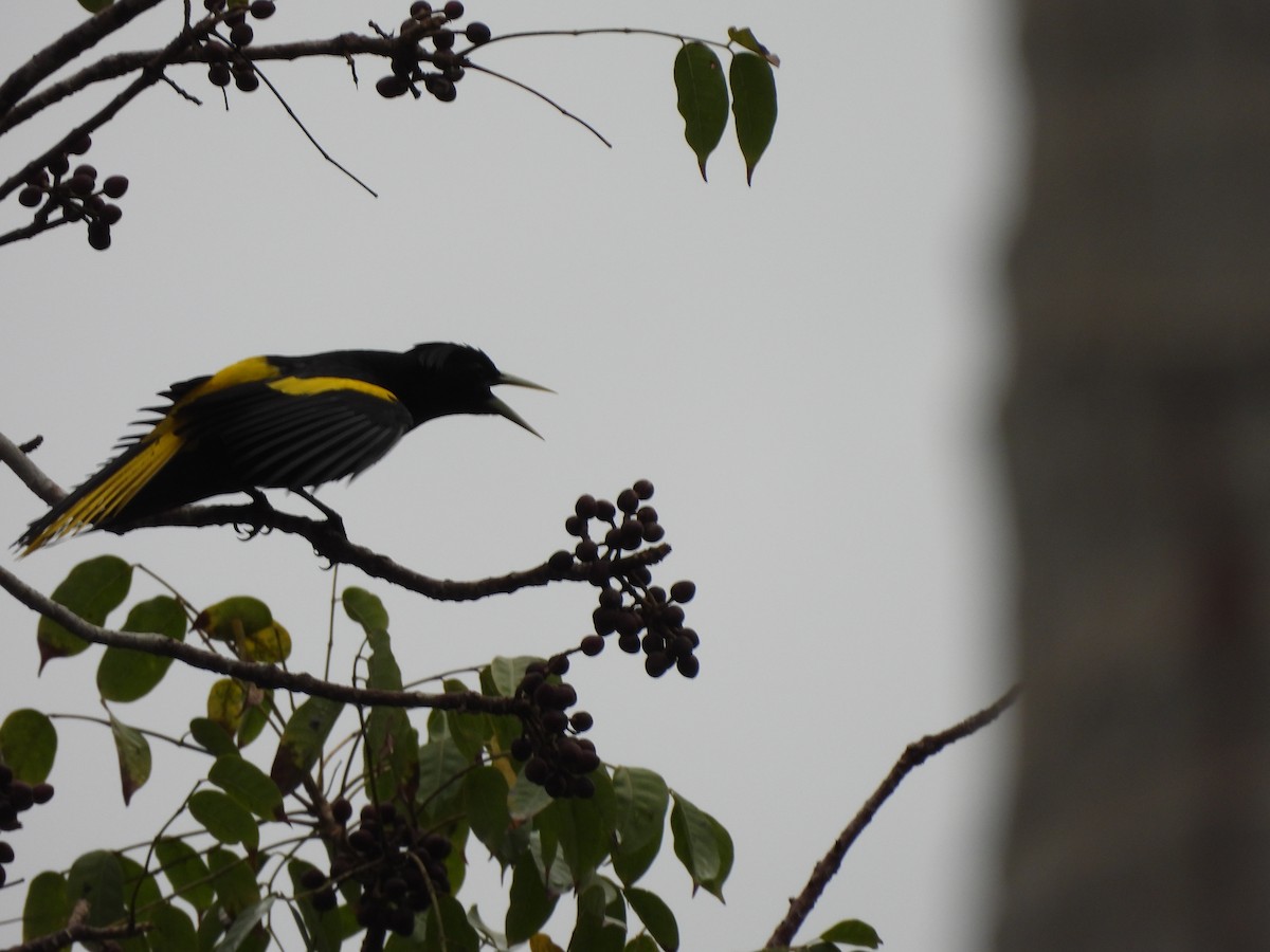 Yellow-winged Cacique - ML614911863