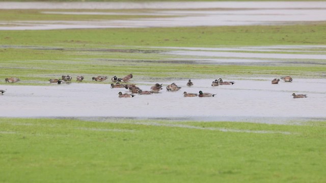 American Wigeon x Mallard (hybrid) - ML614911872