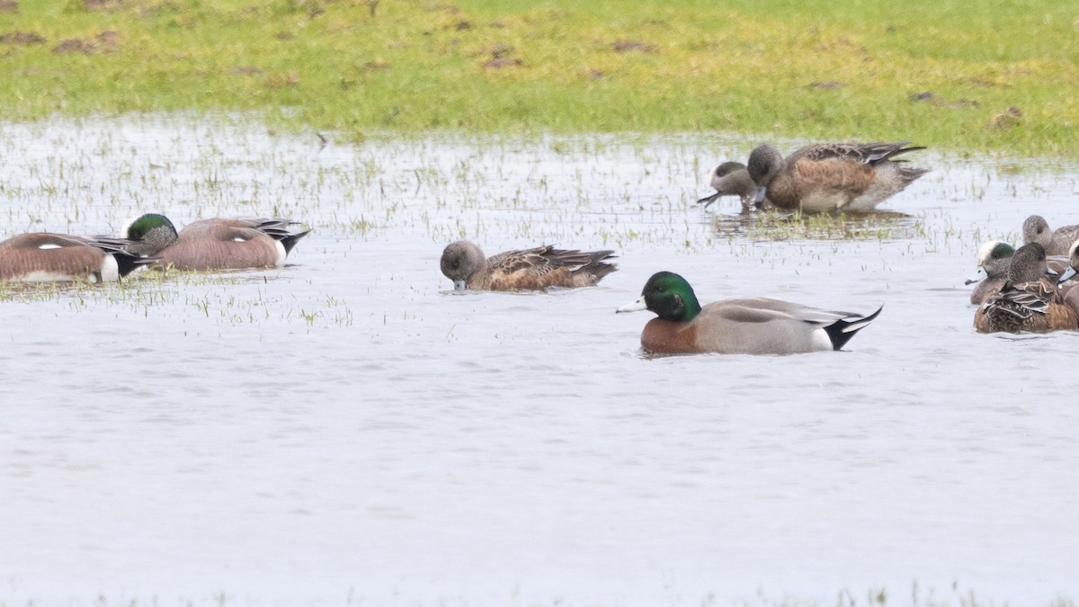 American Wigeon x Mallard (hybrid) - ML614911893