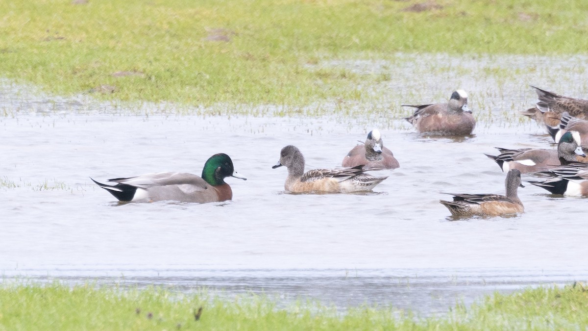 American Wigeon x Mallard (hybrid) - ML614911894