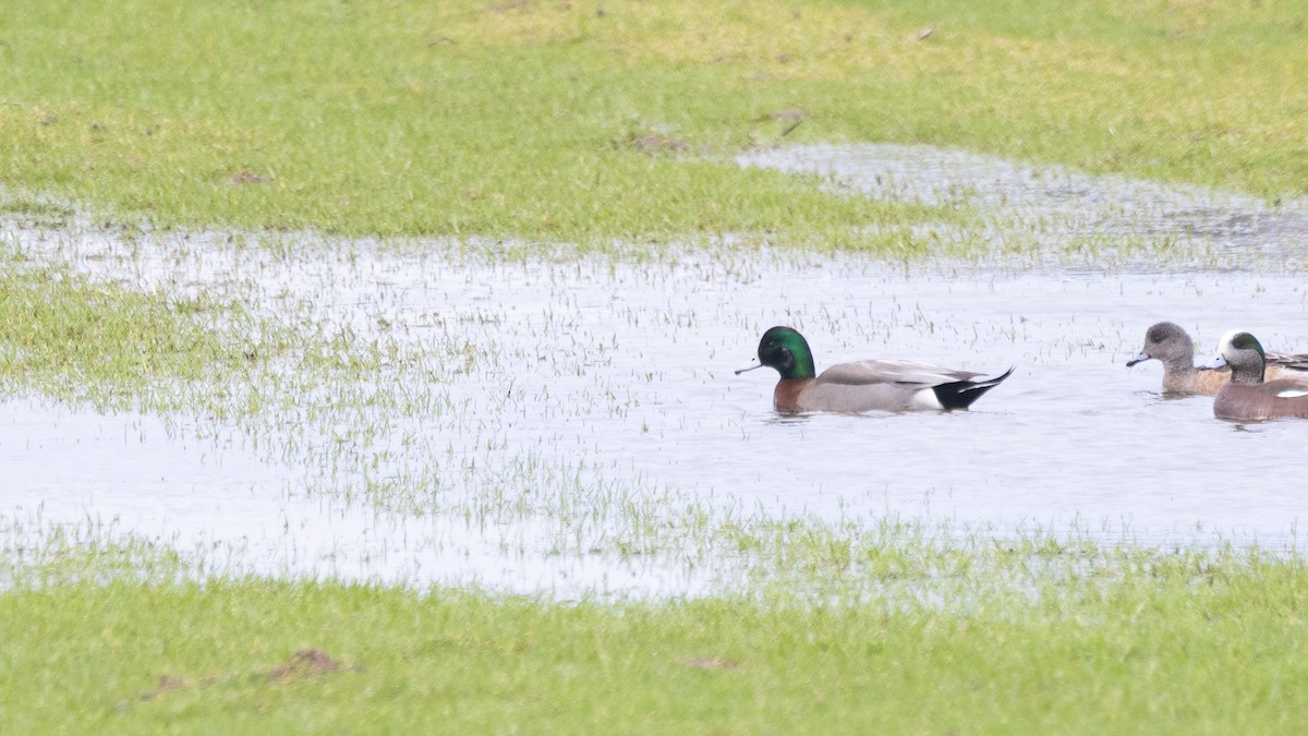 American Wigeon x Mallard (hybrid) - ML614911896