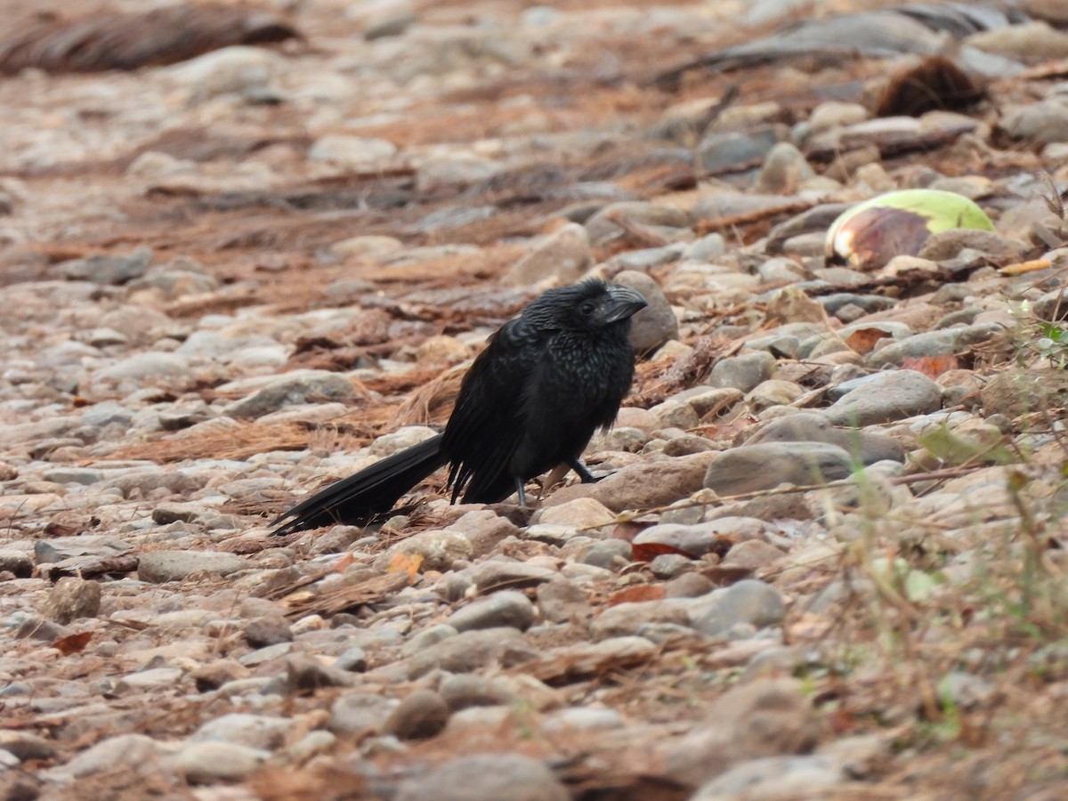 Groove-billed Ani - Bosco Greenhead