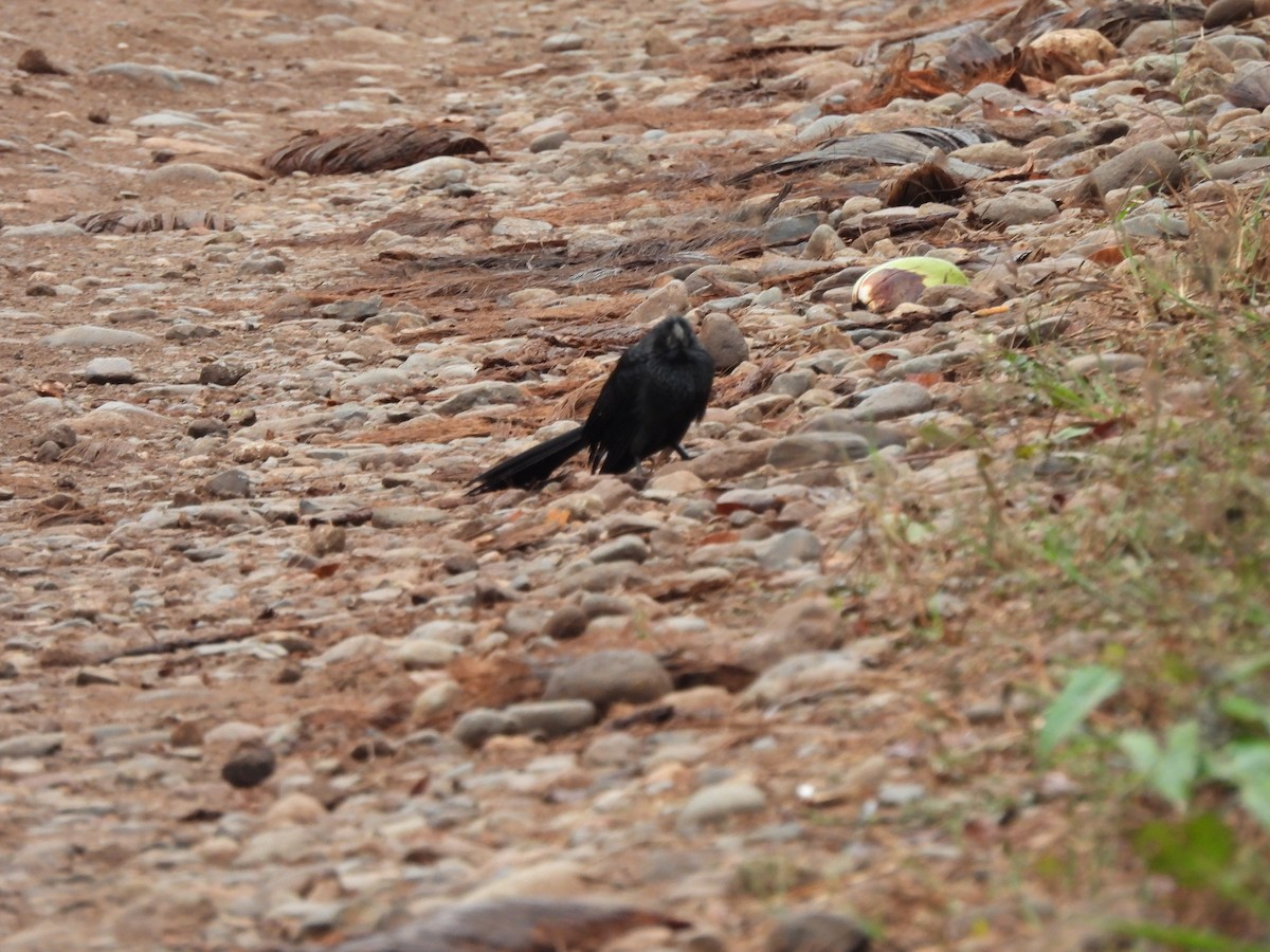 Groove-billed Ani - ML614911909