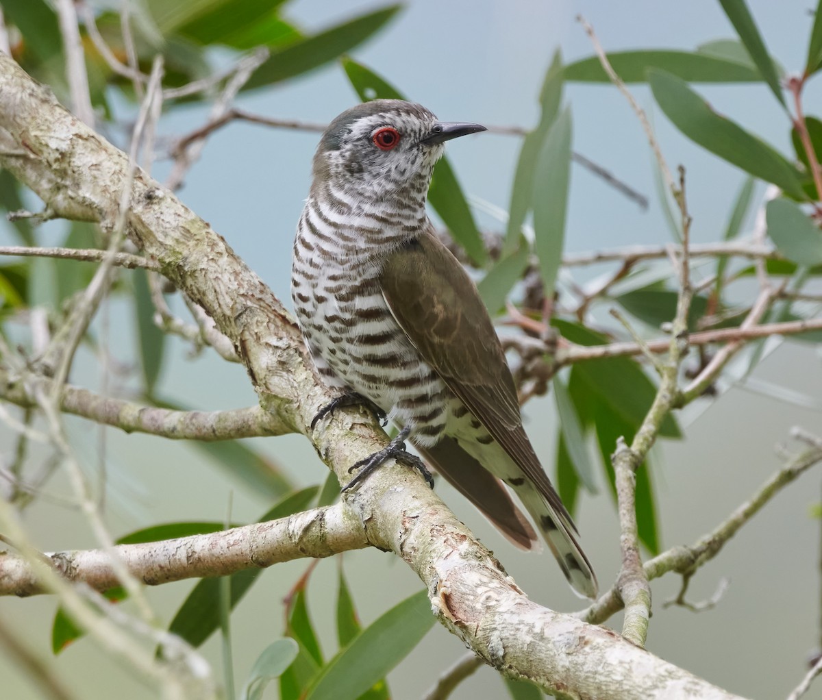 Little Bronze-Cuckoo - ML614911921