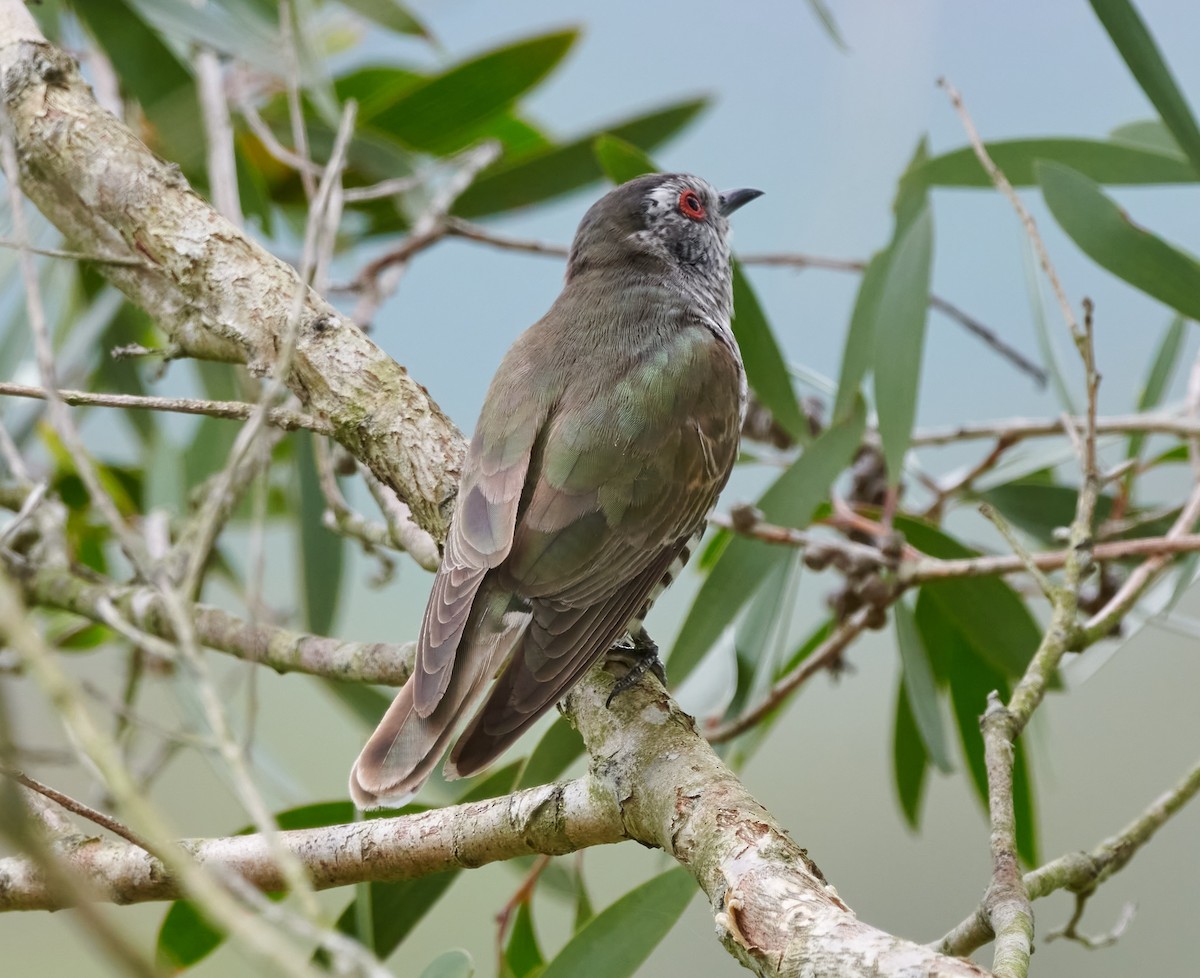 Little Bronze-Cuckoo - ML614911927