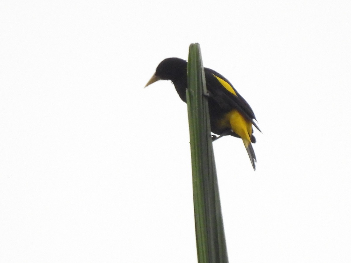 Yellow-rumped Cacique (Amazonian) - ML614911965