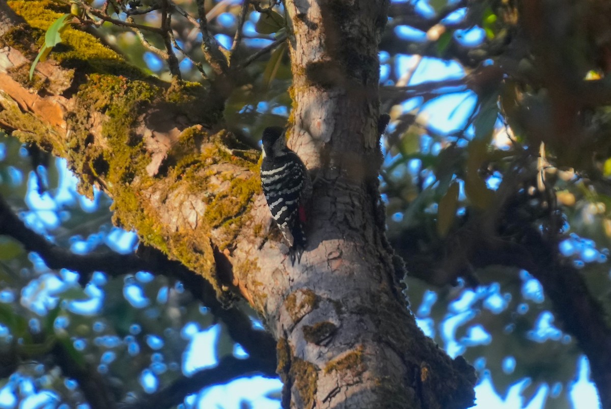 Stripe-breasted Woodpecker - ML614911968