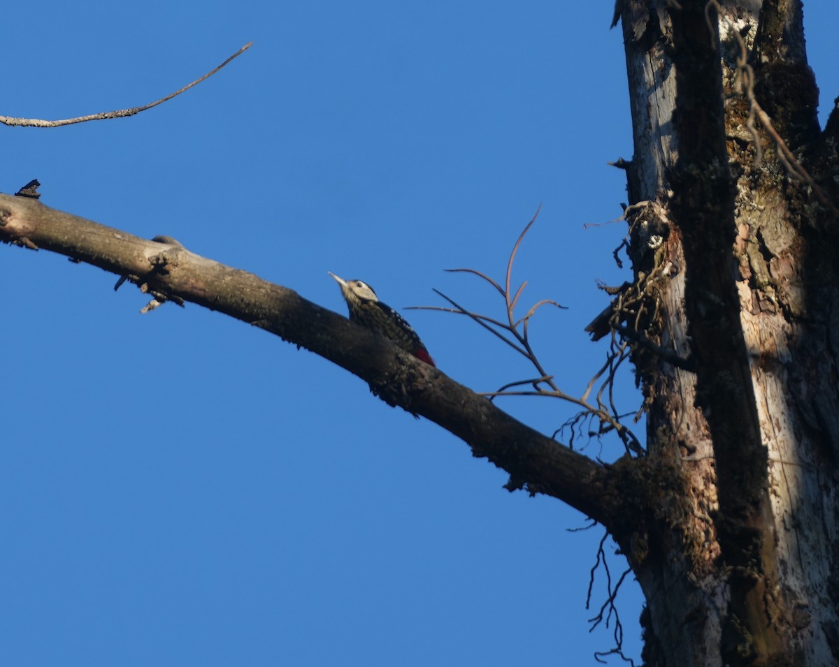 Stripe-breasted Woodpecker - Sudip Simha
