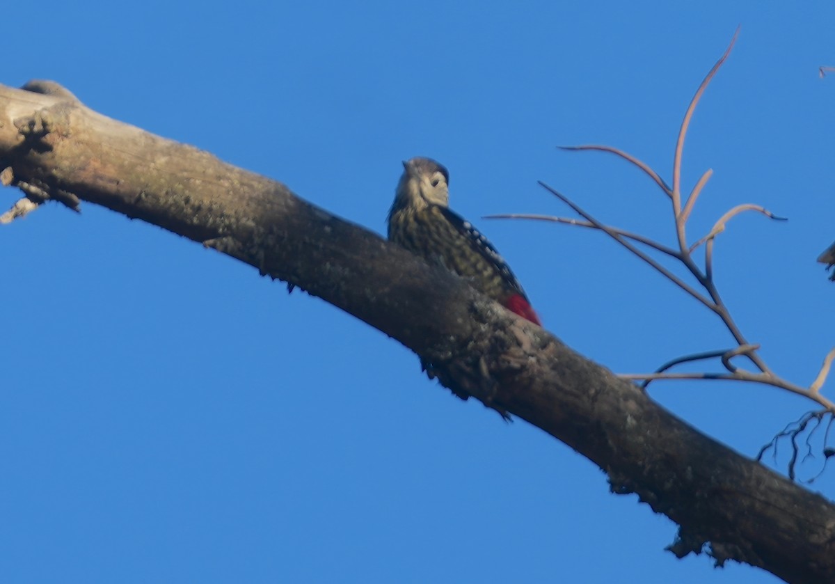 Stripe-breasted Woodpecker - ML614911970