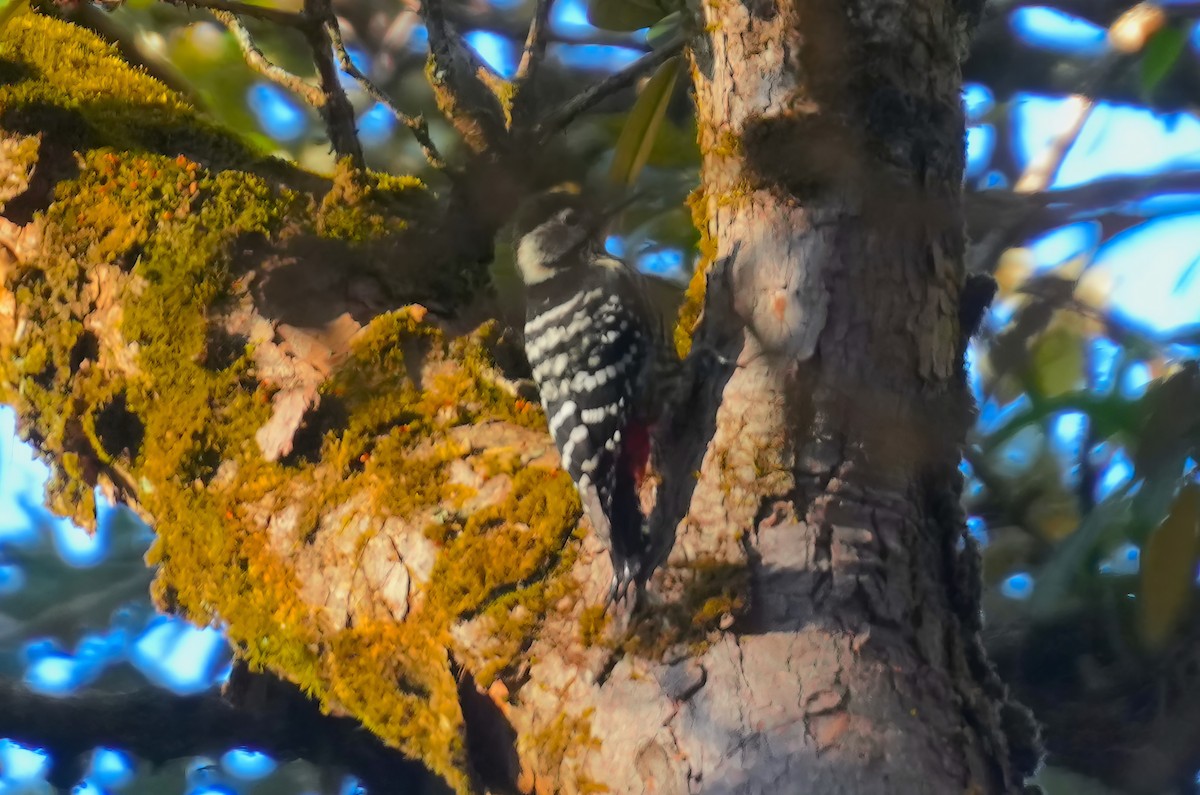 Stripe-breasted Woodpecker - ML614911972