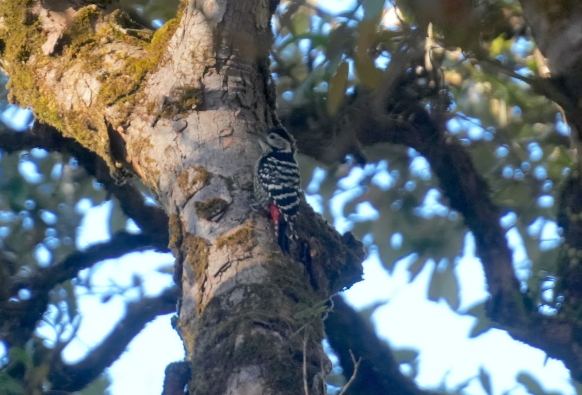 Stripe-breasted Woodpecker - ML614911973