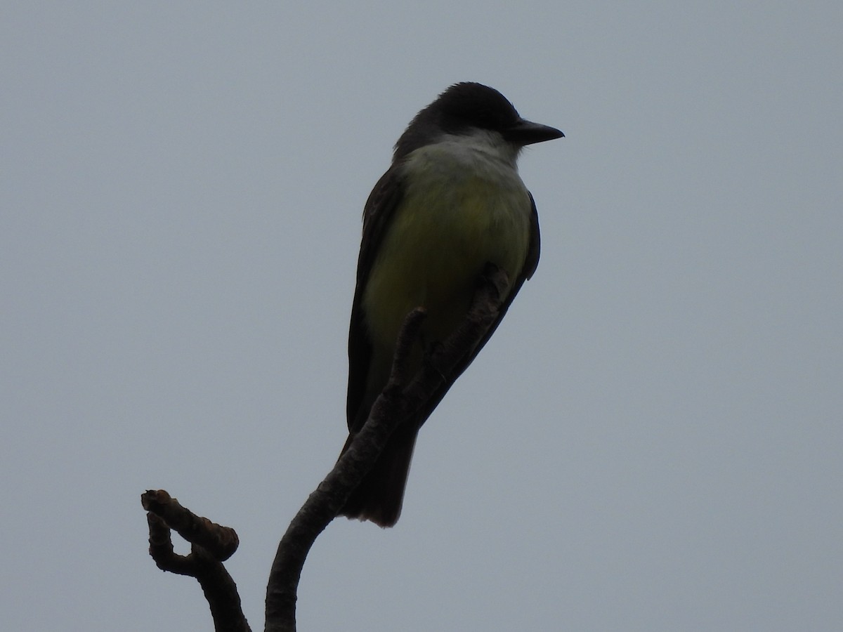 Thick-billed Kingbird - ML614911979