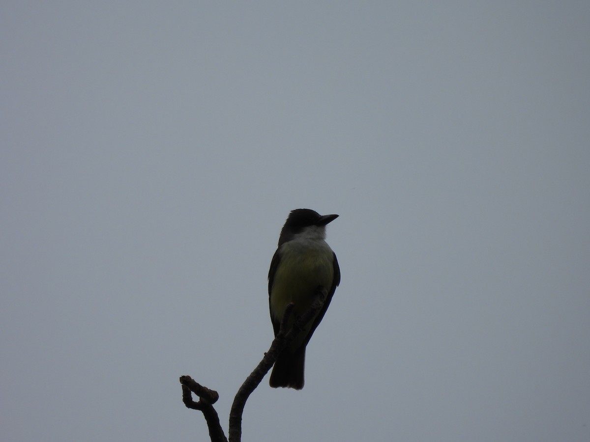 Thick-billed Kingbird - ML614911980