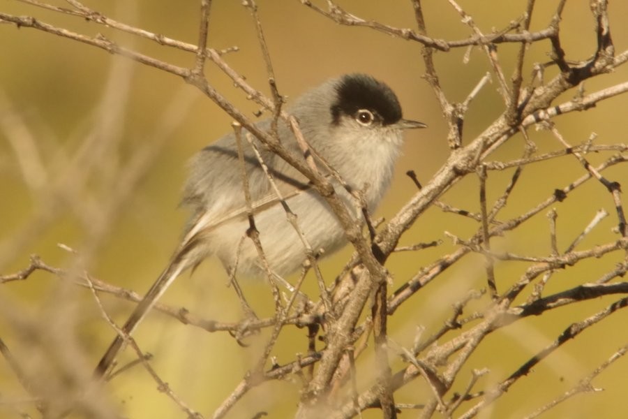 Black-tailed Gnatcatcher - ML614911986