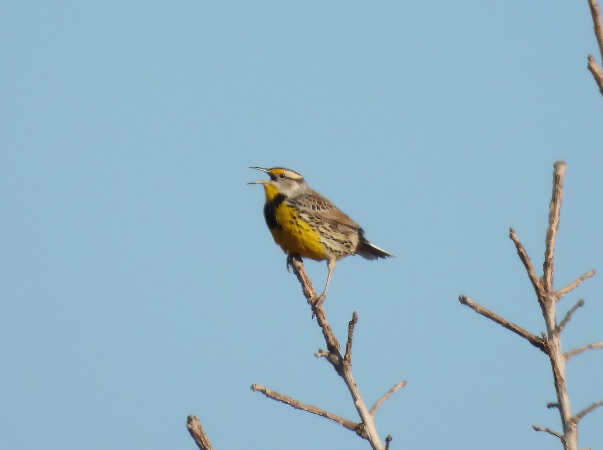 Eastern Meadowlark - ML614911990