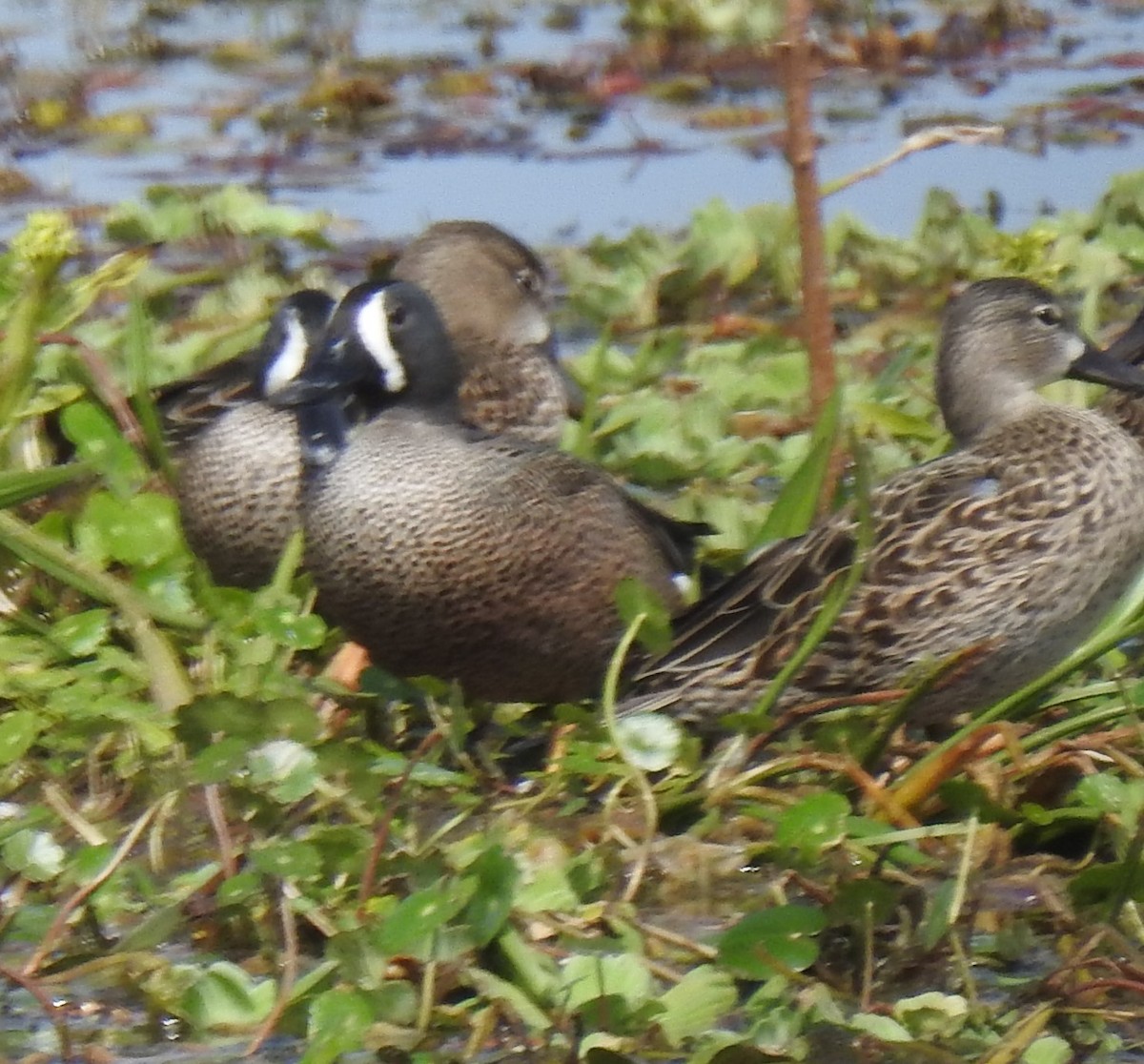 Blue-winged Teal - ML614912037
