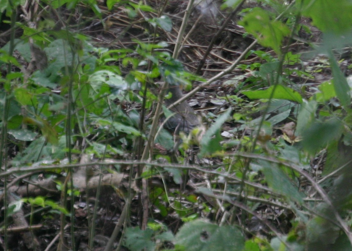 White-throated Thrush - ML614912083