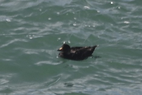 Black Scoter - ML614912086