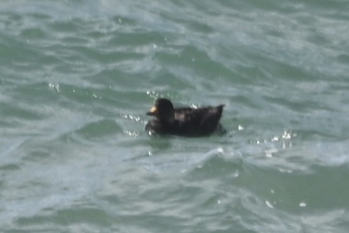 Black Scoter - ML614912087