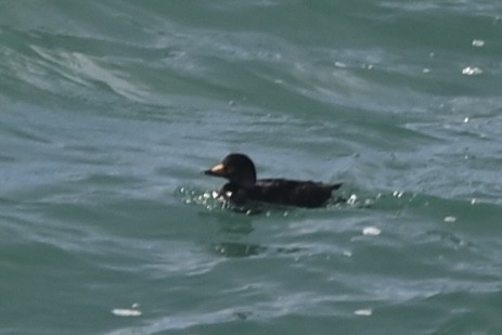 Black Scoter - ML614912088