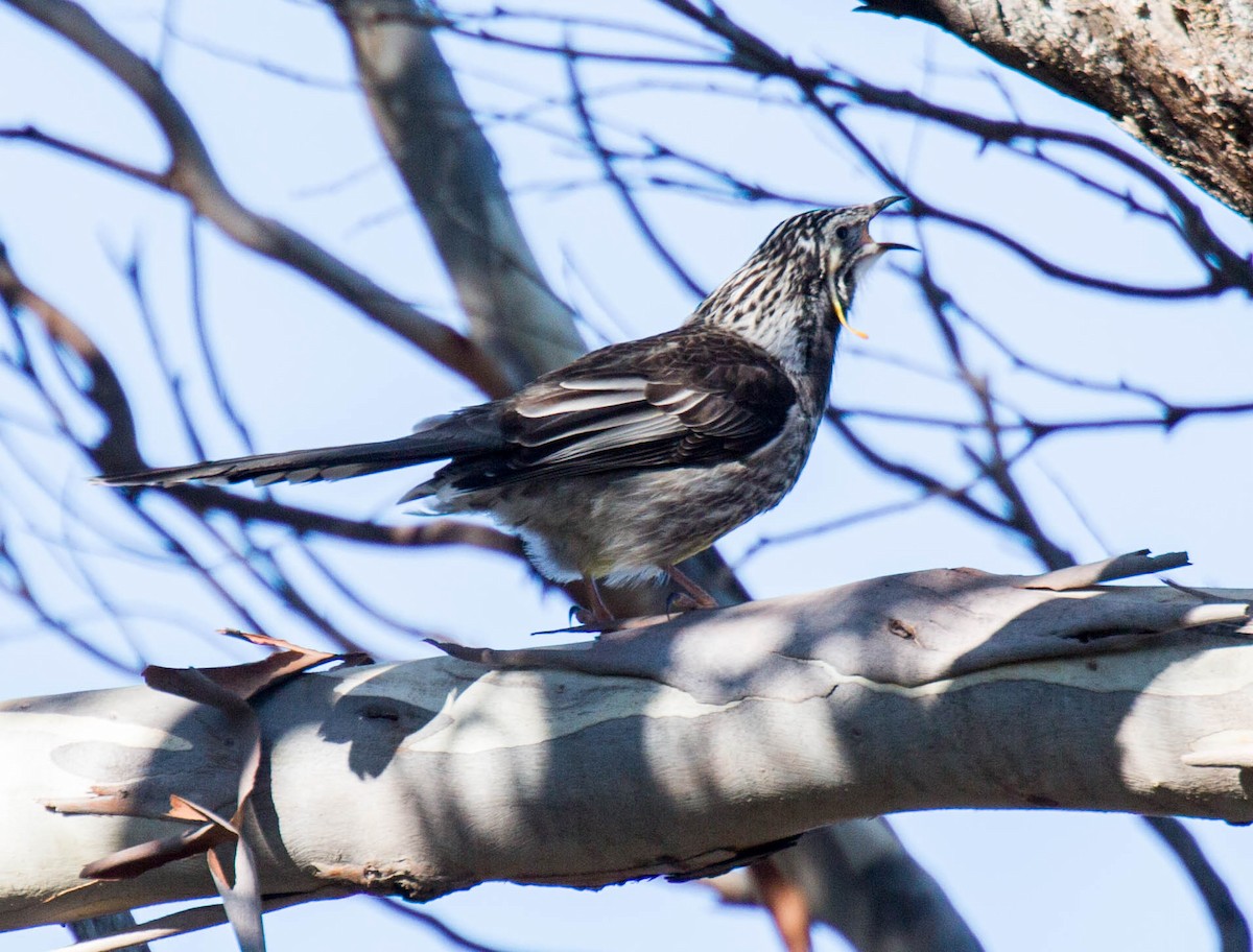 Yellow Wattlebird - ML614912091