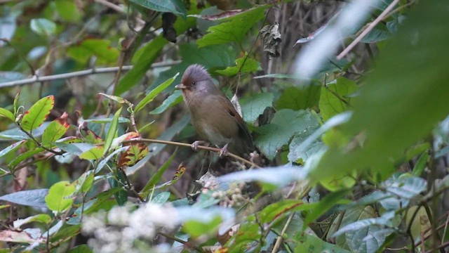 Rusty-fronted Barwing - ML614912095