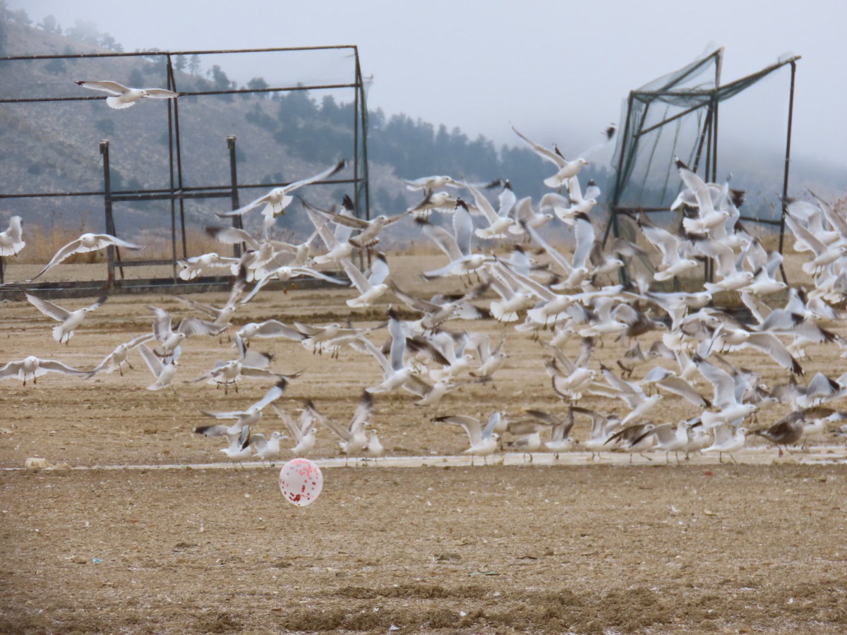 Larus sp. - ML614912177