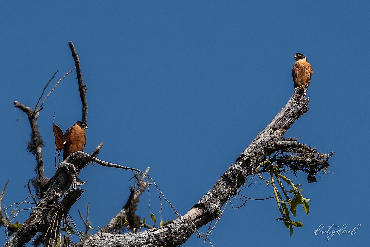 Oriental Hobby - Rituraj Bhuyan