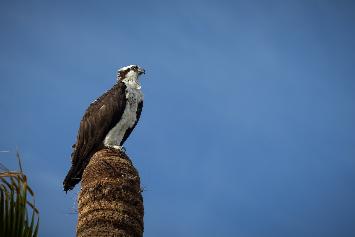 Osprey - ML614912258