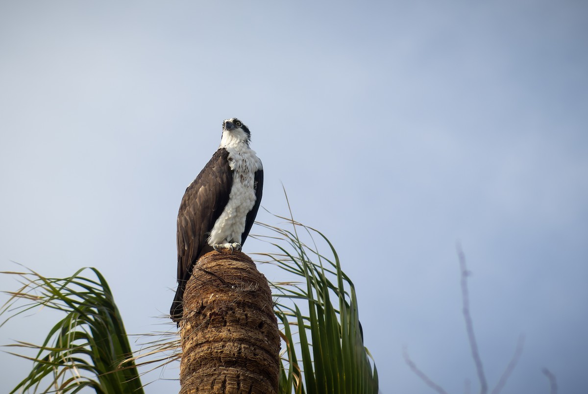 Osprey - ML614912266