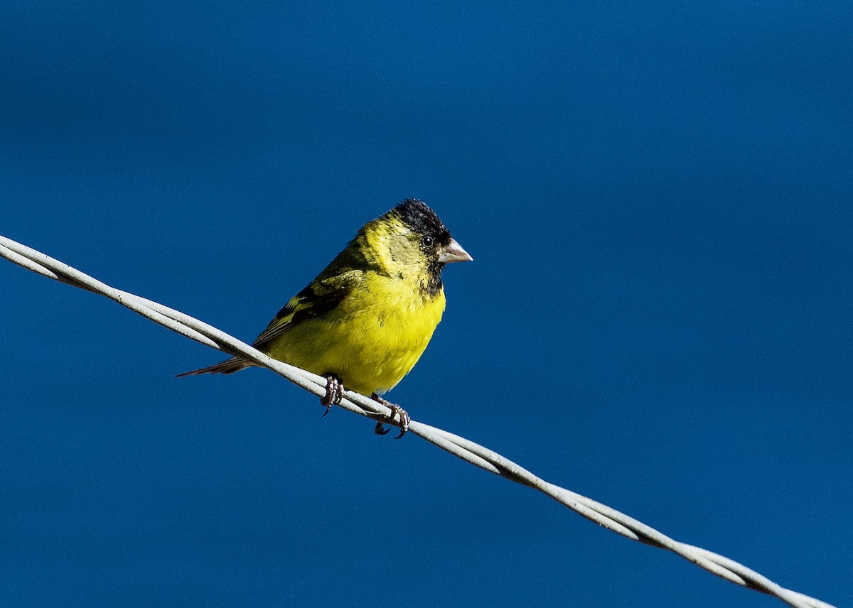 Black-chinned Siskin - ML614912281