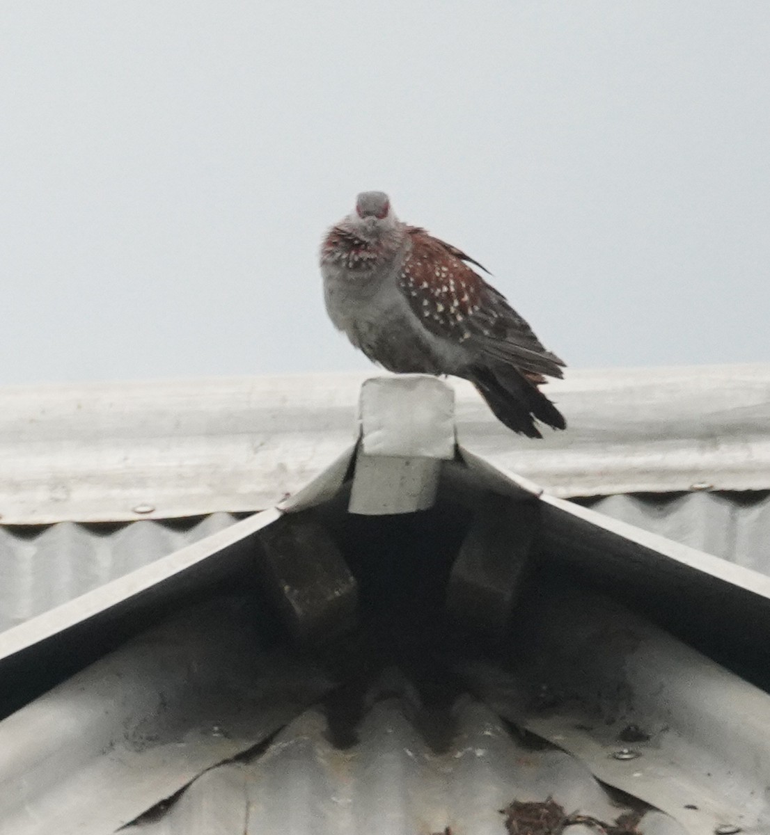 Speckled Pigeon - ML614912292