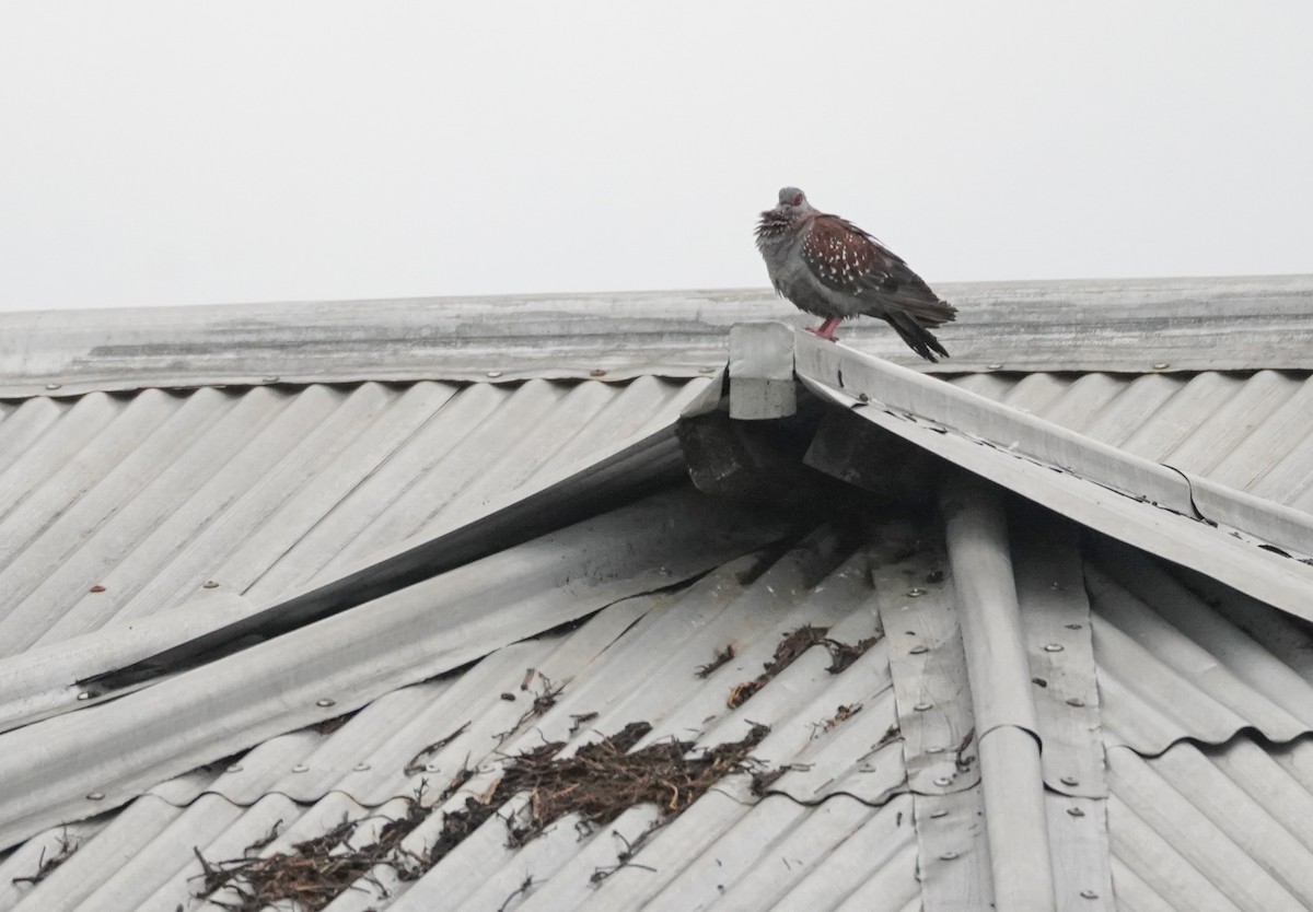 Speckled Pigeon - ML614912293