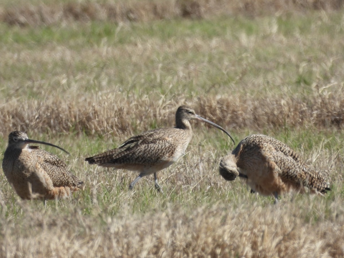 Long-billed Curlew - ML614912304
