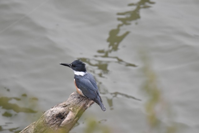 Belted Kingfisher - ML614912361