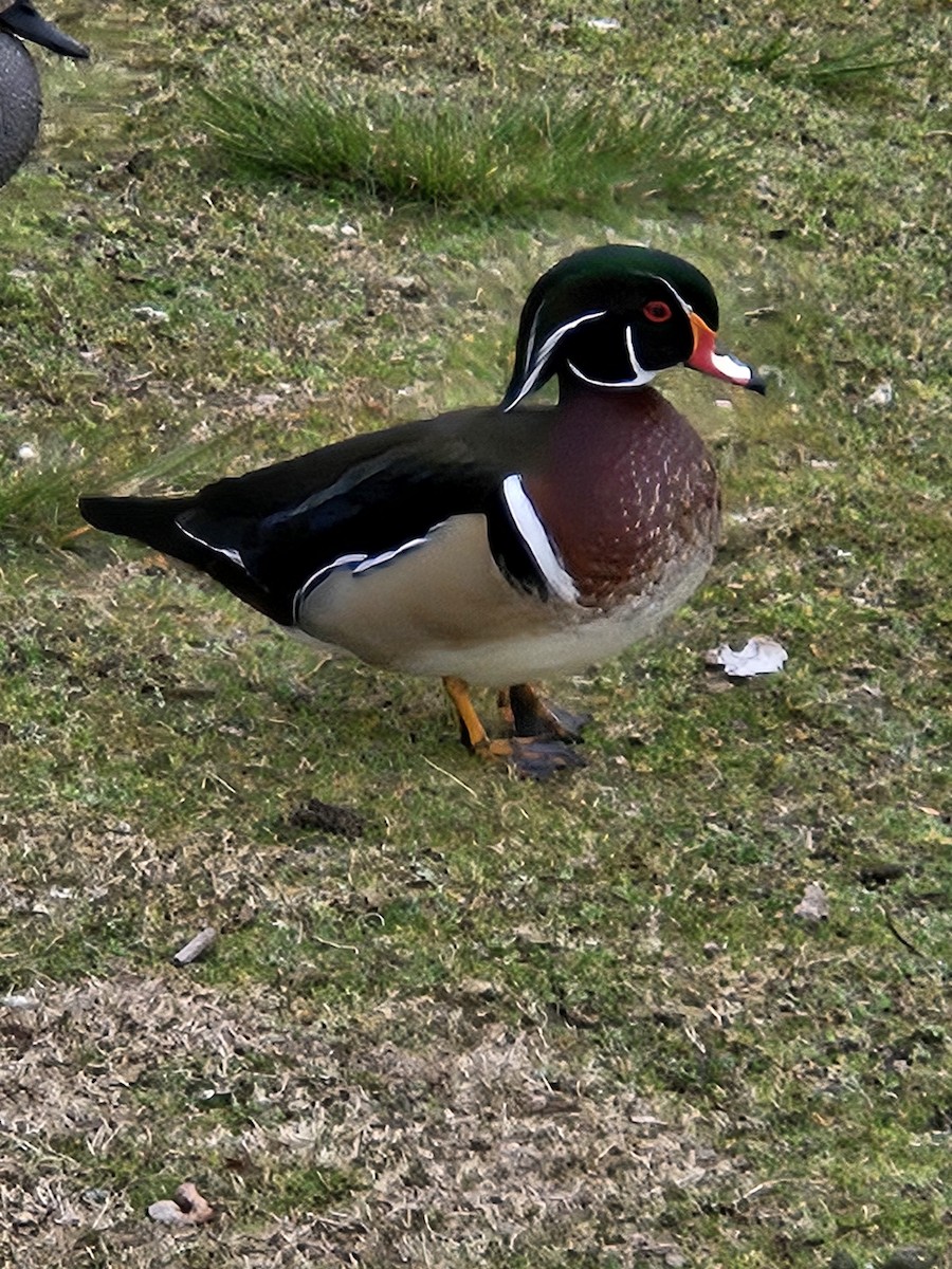 Wood Duck - ML614912402