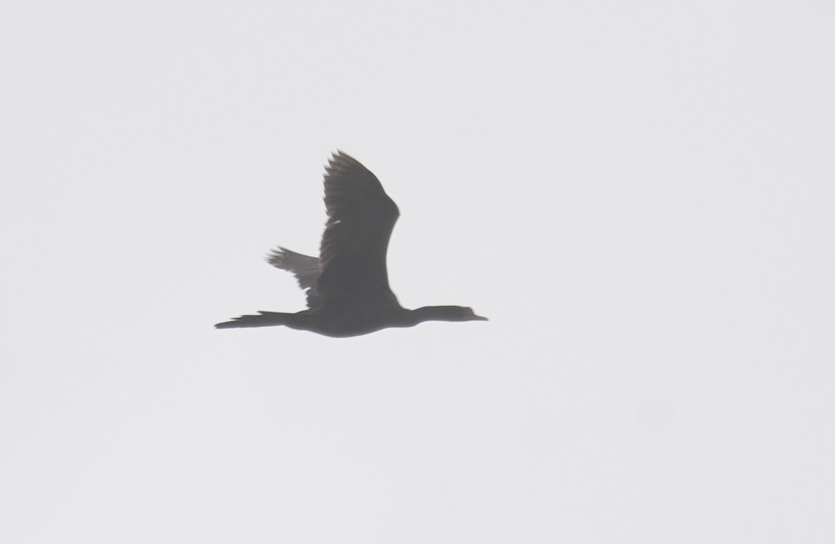 Long-tailed Cormorant - Kevin Gong