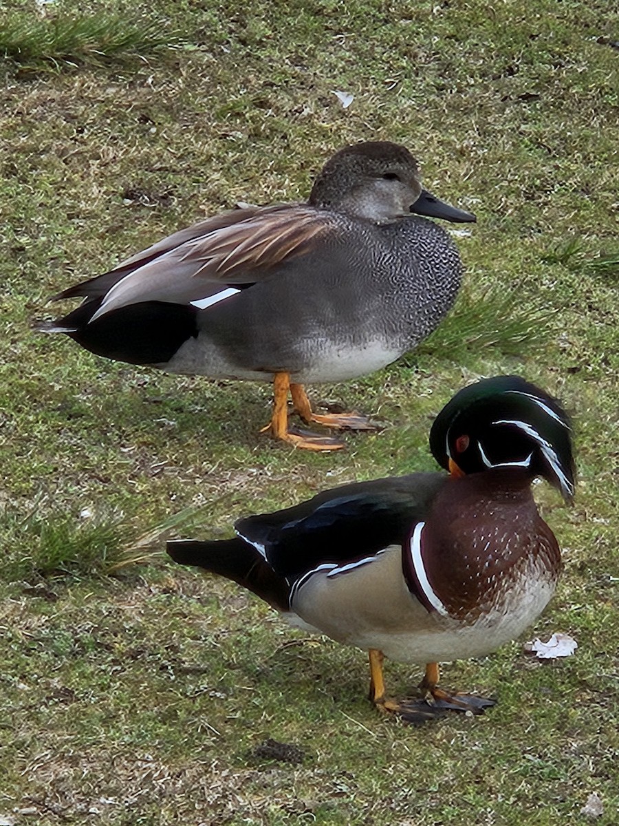 Gadwall - ML614912415