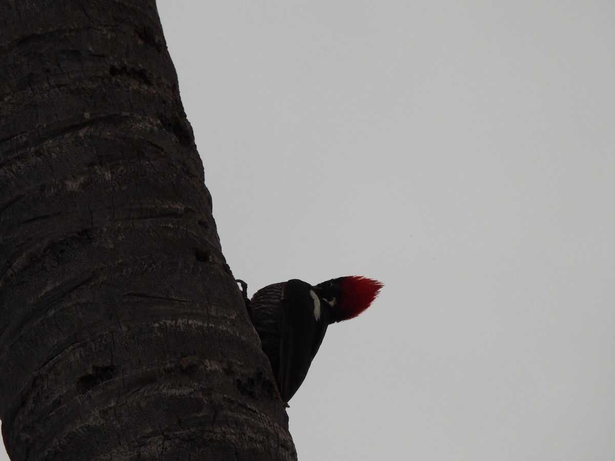 Lineated Woodpecker - ML614912464