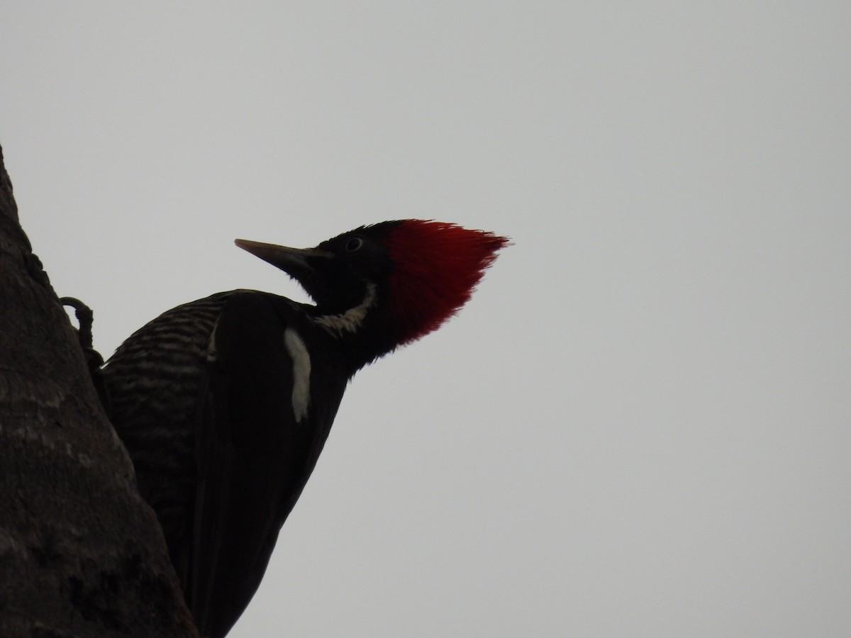 Lineated Woodpecker - ML614912465