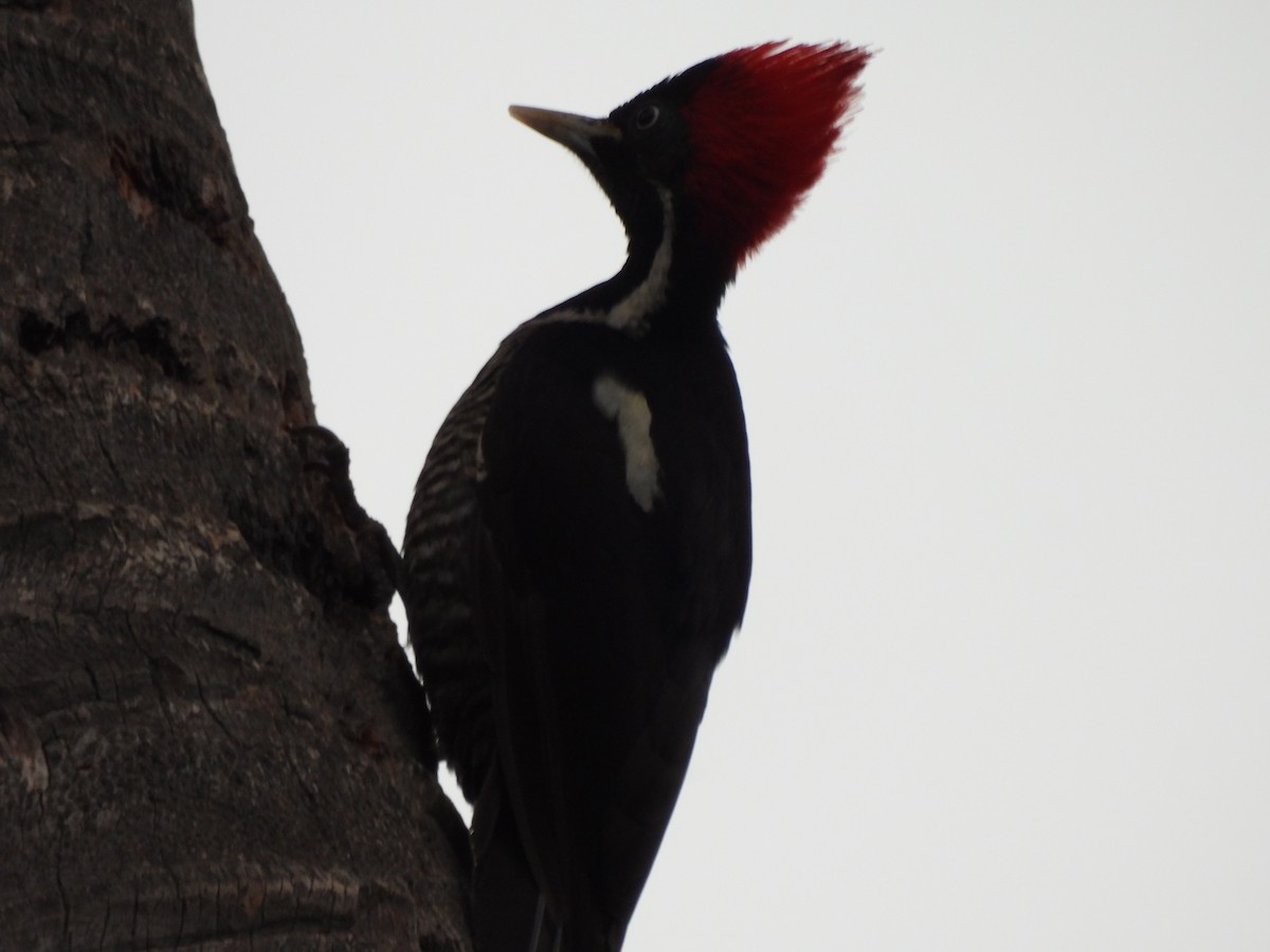 Lineated Woodpecker - ML614912466