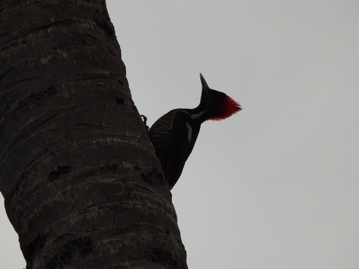 Lineated Woodpecker - Bosco Greenhead