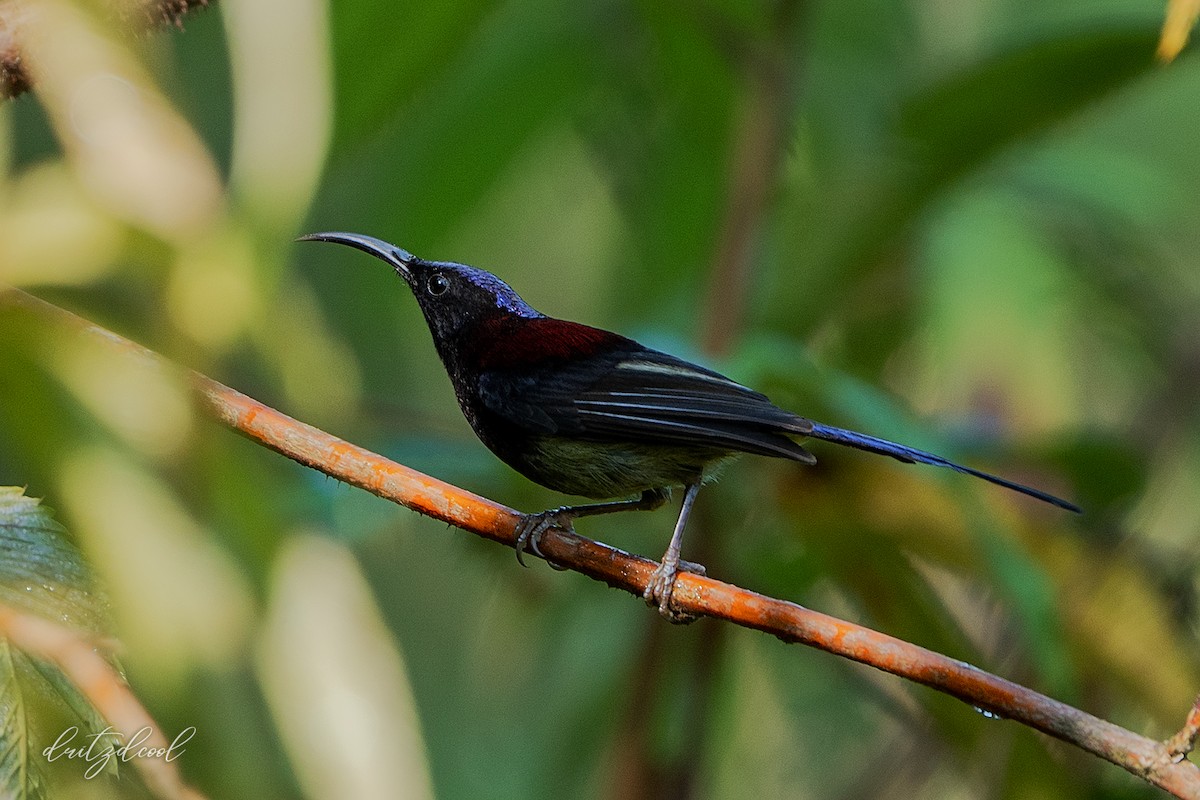 Schwarzkehl-Nektarvogel - ML614912482