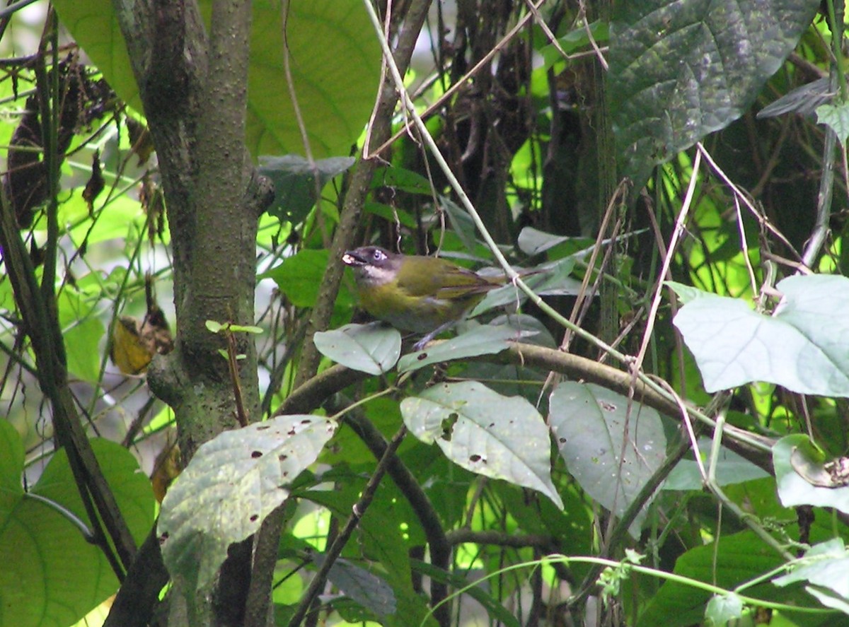 Common Chlorospingus - James (Jim) Holmes